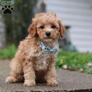 Rocky, Miniature Poodle Puppy